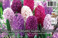 Hyacint mix Velvety Violets 12 løg
